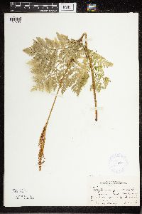 Botrypus virginianus image