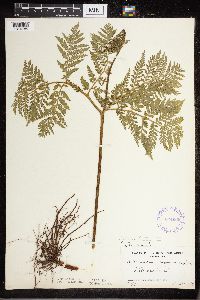 Botrypus virginianus image