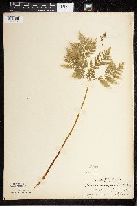 Botrypus virginianus image