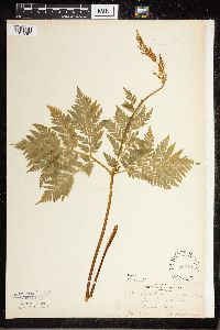 Botrypus virginianus image