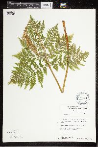 Botrypus virginianus image