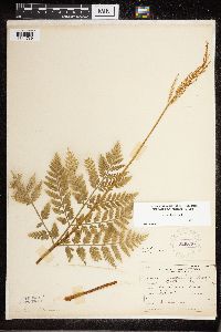 Botrypus virginianus image