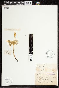Botrypus virginianus image