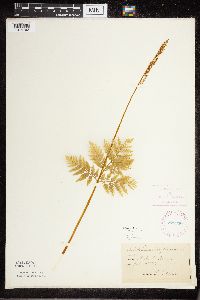 Botrypus virginianus image
