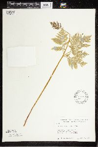 Botrypus virginianus image