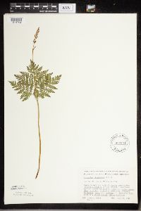 Botrypus virginianus image
