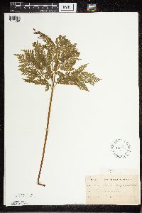 Botrypus virginianus image