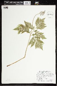 Botrypus virginianus image