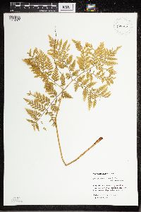 Botrypus virginianus image