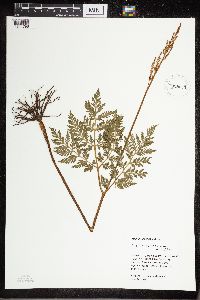 Botrypus virginianus image