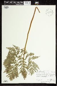 Botrypus virginianus image