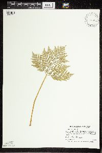 Botrypus virginianus image