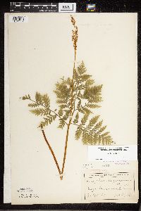 Botrypus virginianus image