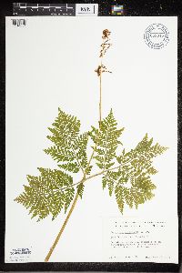 Botrypus virginianus image