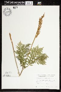 Botrypus virginianus image