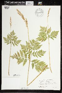 Botrypus virginianus image