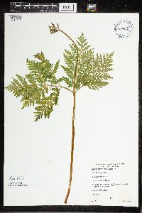 Botrypus virginianus image