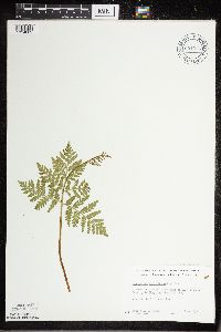 Botrypus virginianus image