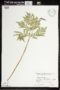 Botrypus virginianus image