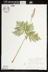 Botrypus virginianus image