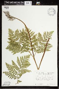 Botrypus virginianus image