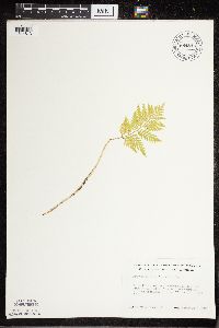 Botrypus virginianus image