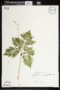 Botrypus virginianus image