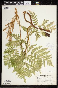 Botrypus virginianus image