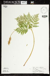 Botrypus virginianus image