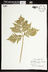 Botrypus virginianus image