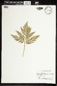 Botrypus virginianus image