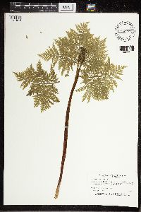 Botrypus virginianus image