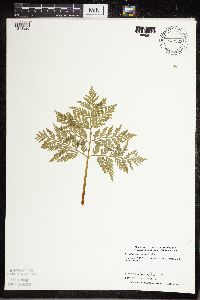 Botrypus virginianus image