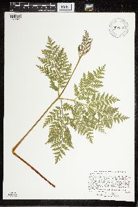 Botrypus virginianus image