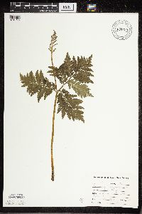 Botrypus virginianus image