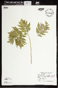 Botrypus virginianus image