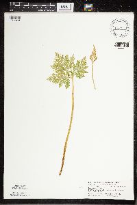 Botrypus virginianus image