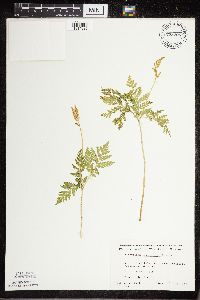 Botrypus virginianus image