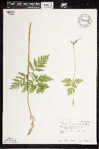 Botrypus virginianus image