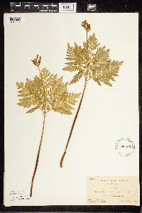 Botrypus virginianus image
