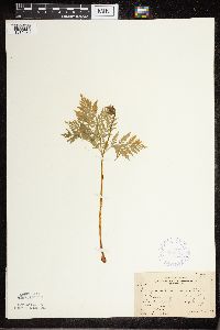 thumbnail image of current specimen