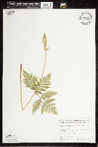 Botrypus virginianus image