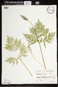Botrypus virginianus image