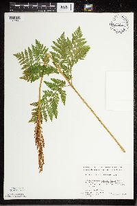 Botrypus virginianus image