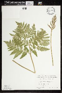 Botrypus virginianus image