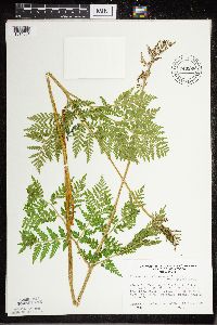 Botrypus virginianus image