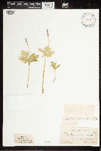 Botrypus virginianus image