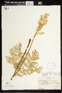 Thumbnail image of current specimen