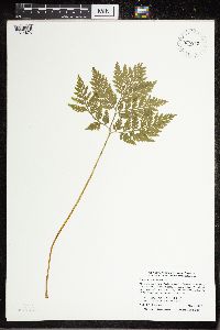 thumbnail image of current specimen