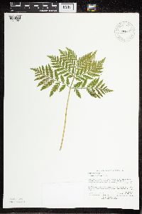 Thumbnail image of current specimen